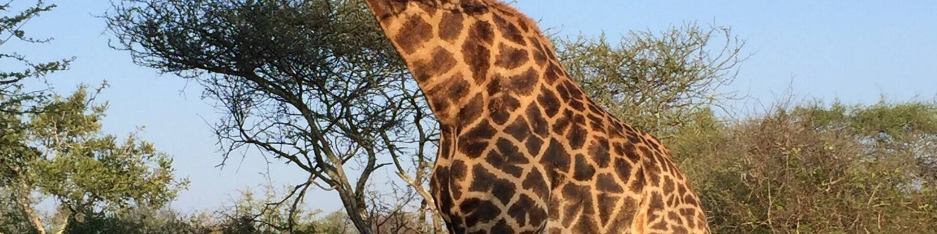 My two girlfriends and I went out on a morning drive while the boys slept. We didn't see much, but on the way back we ran into this guy, first in the middle of the road, then he meandered over to the other side of the tree to munch on his breakfast.