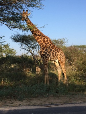 My two girlfriends and I went out on a morning drive while the boys slept. We didn't see much, but on the way back we ran into this guy, first in the middle of the road, then he meandered over to the other side of the tree to munch on his breakfast.