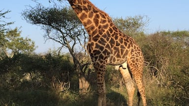 Nkomazi