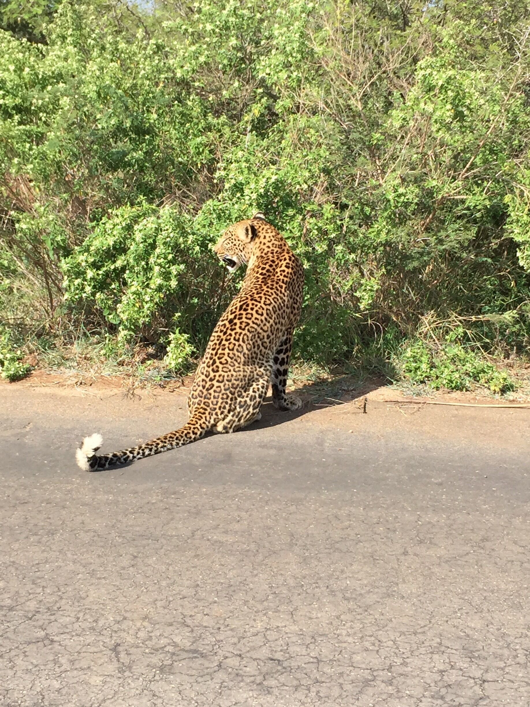 One of my favorites from Kruger- we had heard there was a leopard lying by the side of the road in early morning so we left after breakfast to see if he was still there.  On our way, this one popped out of the brush almost right in front of my car, and we stopped right next to him for 2-3 minutes while he sniffed the bushes and then disappeared.