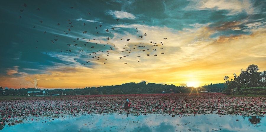 Atardecer sobre un estanque de loto con aves volando en el cielo.