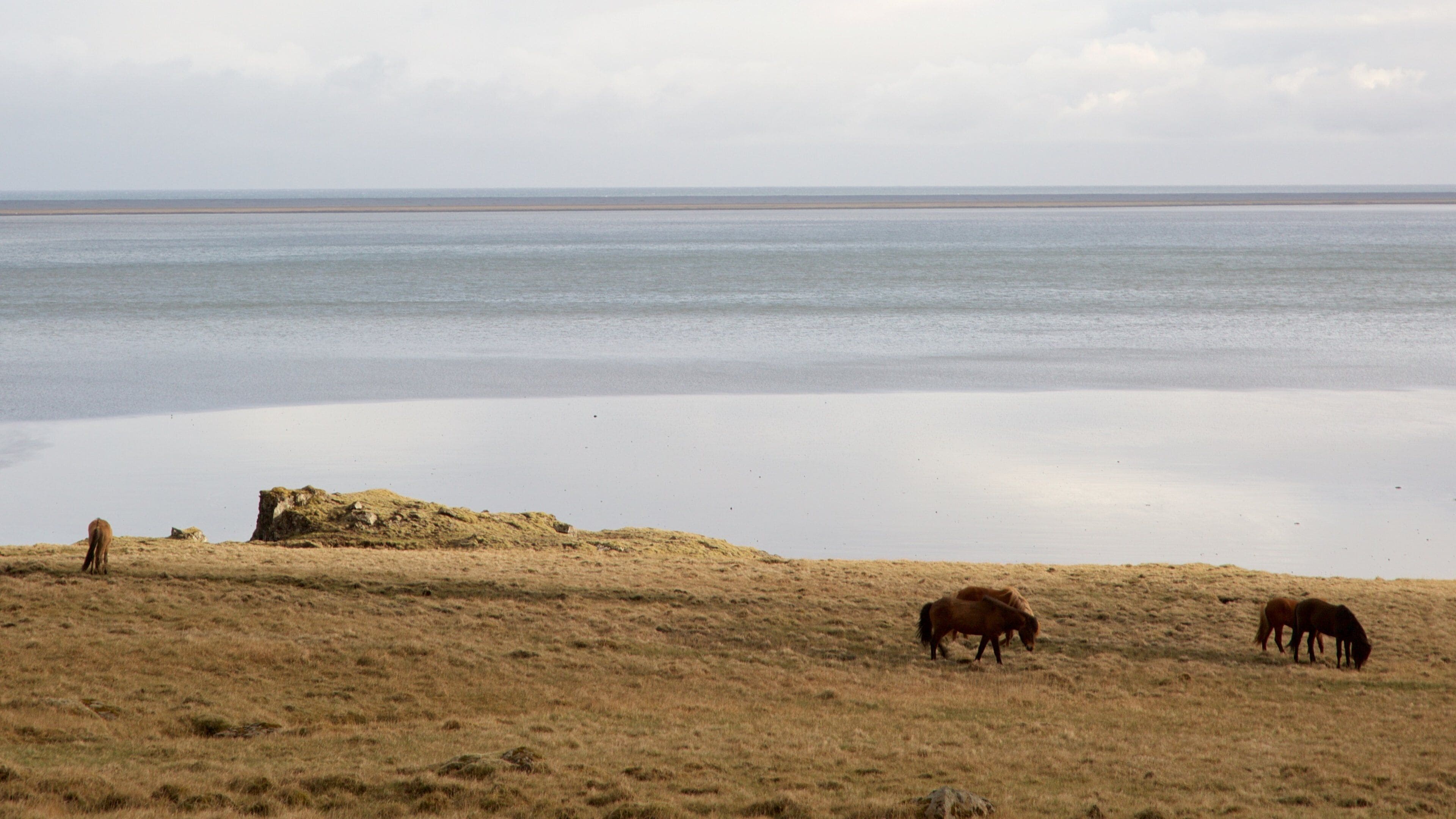 Hofn showing land animals and general coastal views