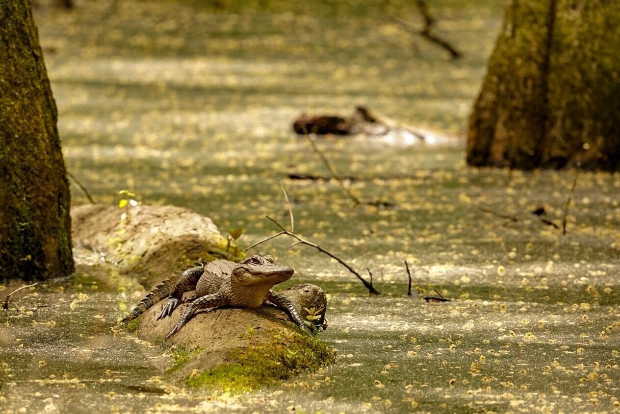 An alligator sunbathing at Cypress Swamp off the Natchez Trace.
