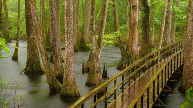 Cypress Swamp on the Natchez Trace at milepost 122.0. This picture was long exposure at about 7 am in the pouring down rain.