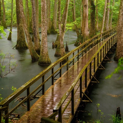 Cypress Swamp on the Natchez Trace at milepost 122.0.  This picture was long exposure at about 7 am in the pouring down rain.