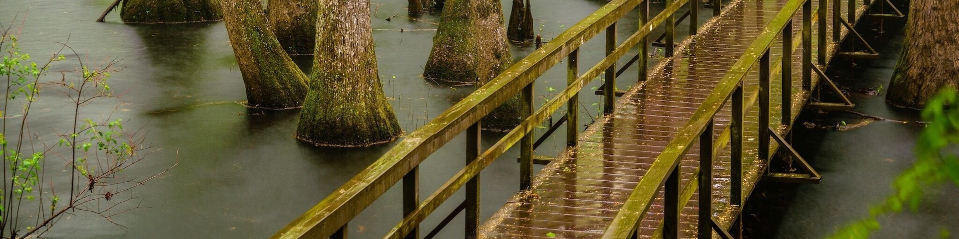 Cypress Swamp on the Natchez Trace at milepost 122.0. This picture was long exposure at about 7 am in the pouring down rain.