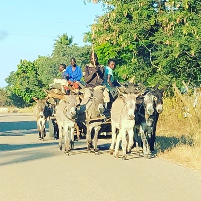Donkey cart