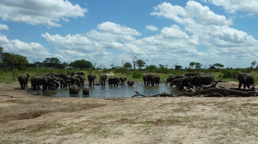Water hole gathering