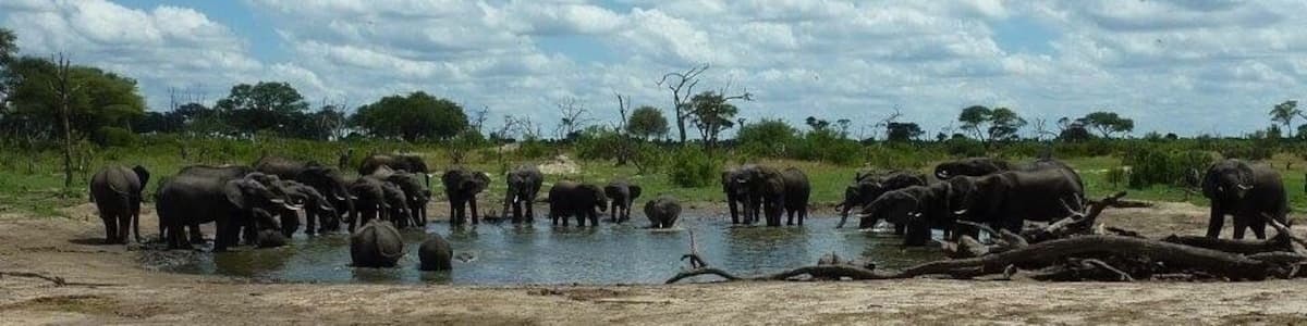 Water hole gathering