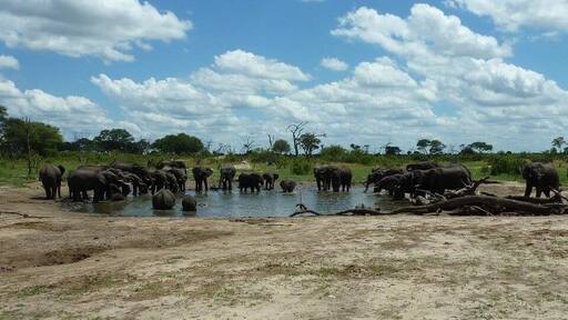 Water hole gathering