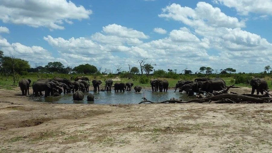 Water hole gathering