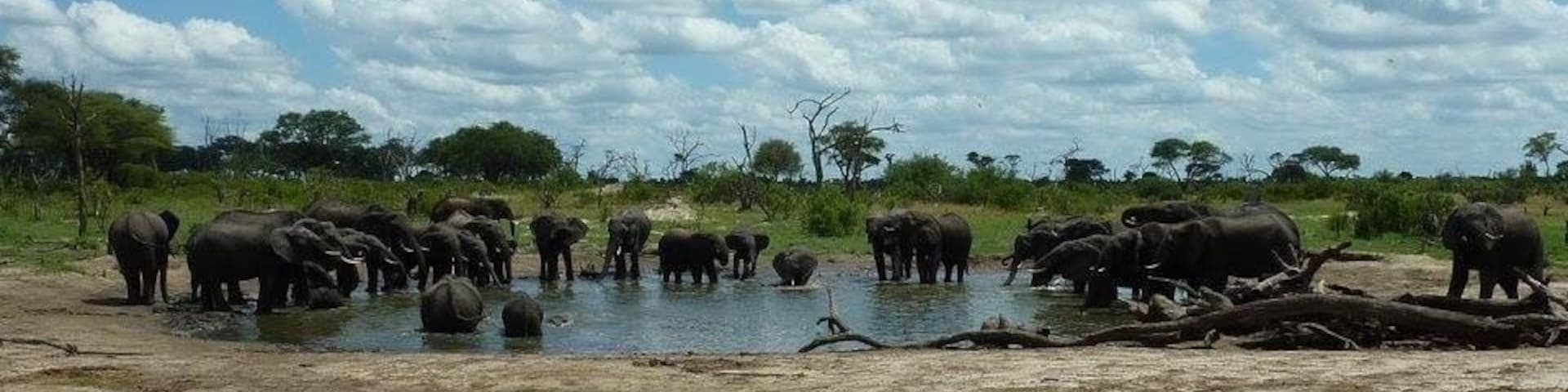 Water hole gathering