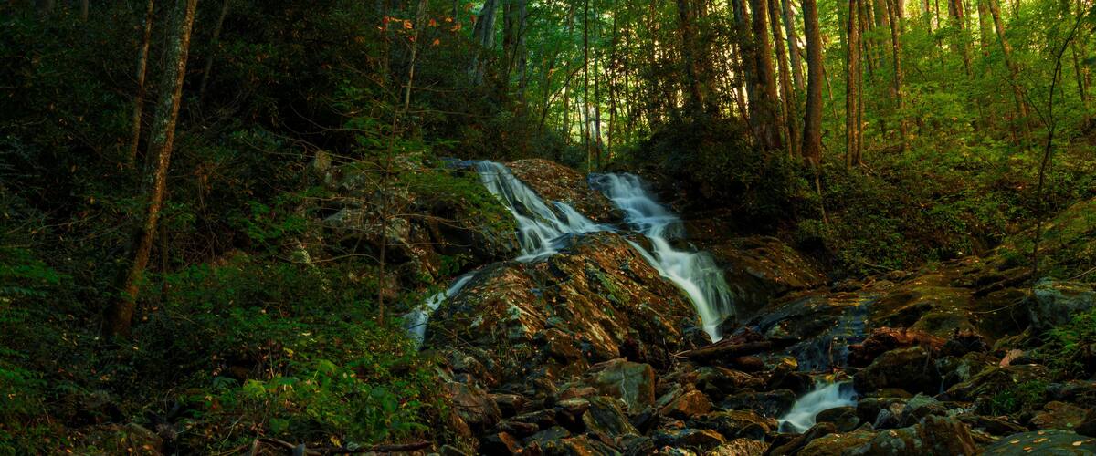 A forested area with a small waterfall flowing over rocks.