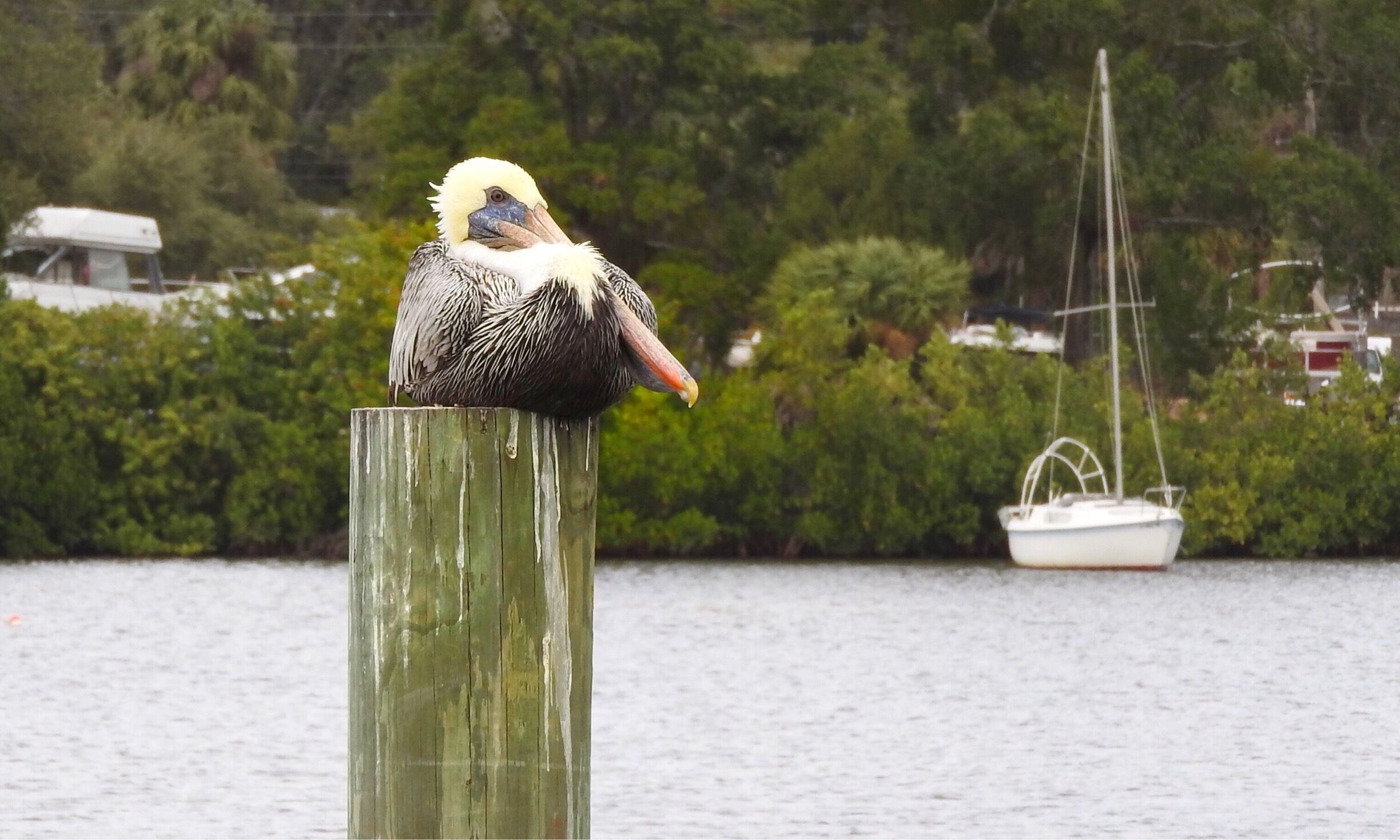 Pelican relaxing on a post.

#pelican
#post
#GreatOutdoors #Nature