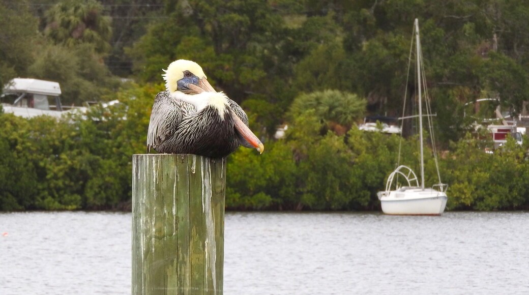 Pelican relaxing on a post.
#pelican
#post
#GreatOutdoors #Nature