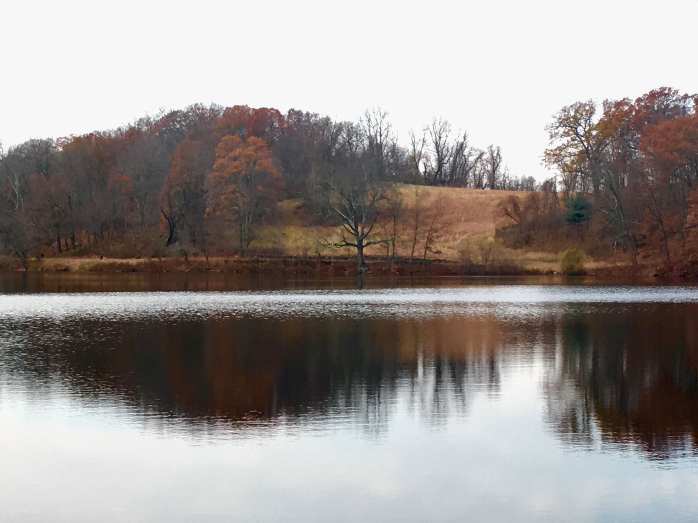Swan Lake in beautiful Rockefeller Preserve late Fall 2016. 