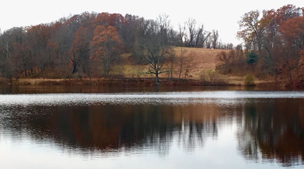 Swan Lake in beautiful Rockefeller Preserve late Fall 2016.