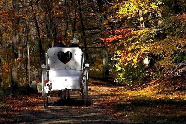 Take a horse-drawn carriage ride around the Rockefeller State Park Preserve to catch the lovely foliage during autumn... #park #upstateny #roadtrip #fallfoliage #colorful #nationalpark #offthebeatenpath #weekendgetaway
