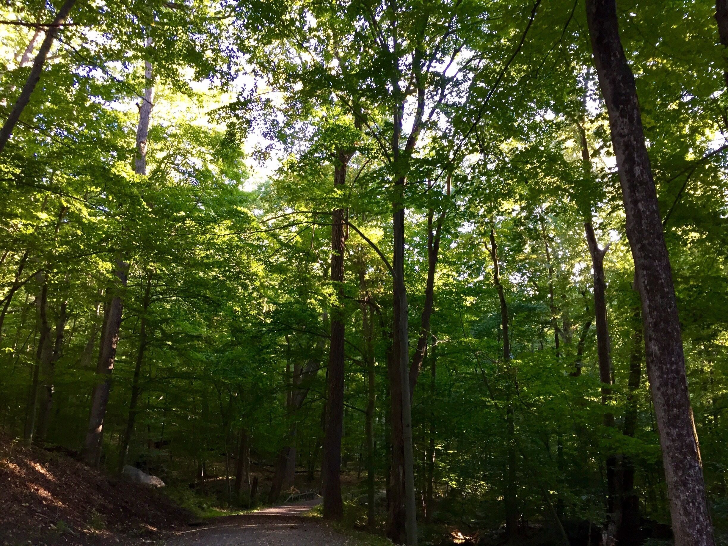 On the way to Swan Lake from SH