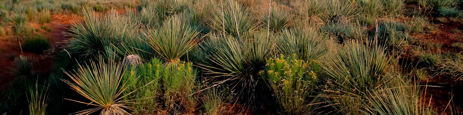 Palo Duro Canyon