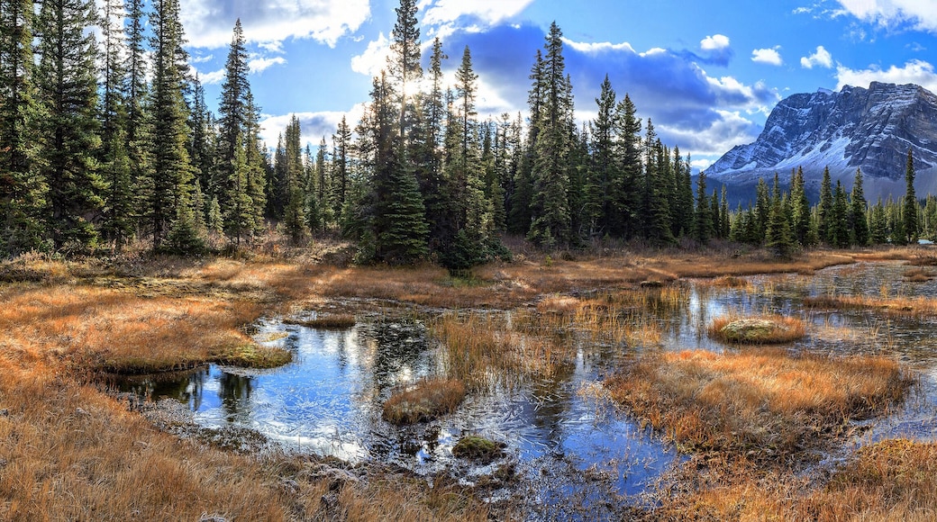 Municipalité de Jasper