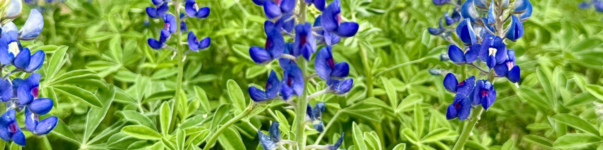 Fort Parker State Park, Texas, USA - best nature HD pics