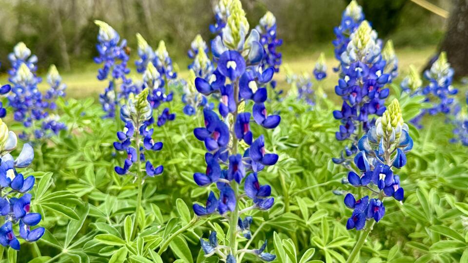 A field of blue lupine flowers with green foliage.