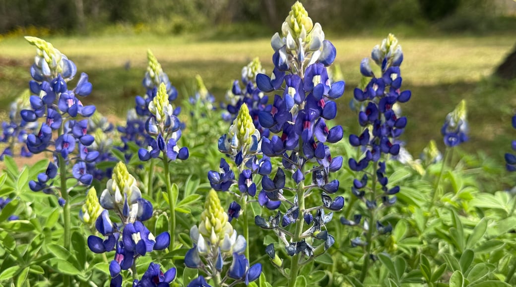 Fort Parker State Park, Texas, USA - best nature HD pics