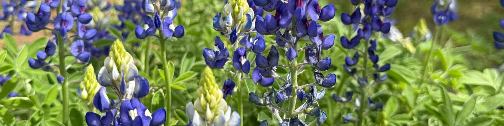 A field of blue and white lupine flowers.