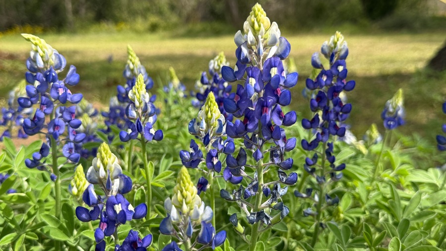 Un campo de flores de altramuza azules y blancas.