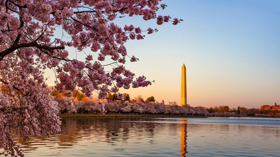 Cherry blossoms, a body of water, and the Washington Monument.
