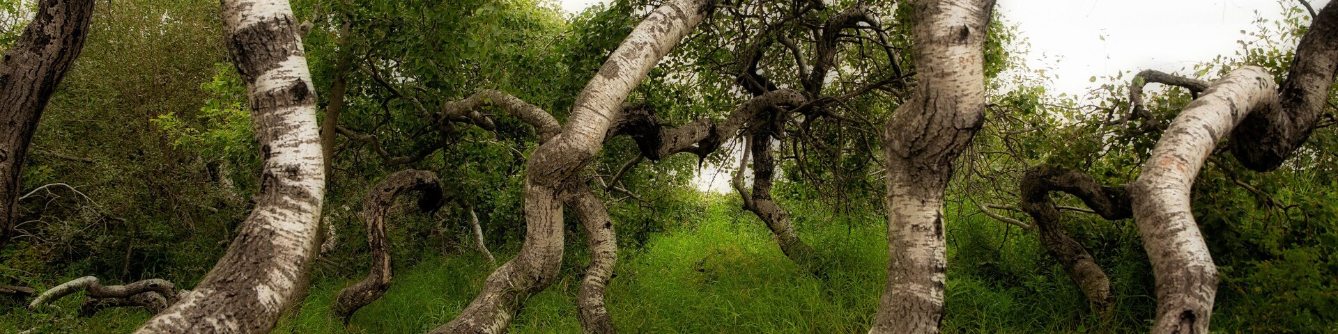 Bending and twisting trees at the Crooked Trees tourism site in a sunny summer rural landscape