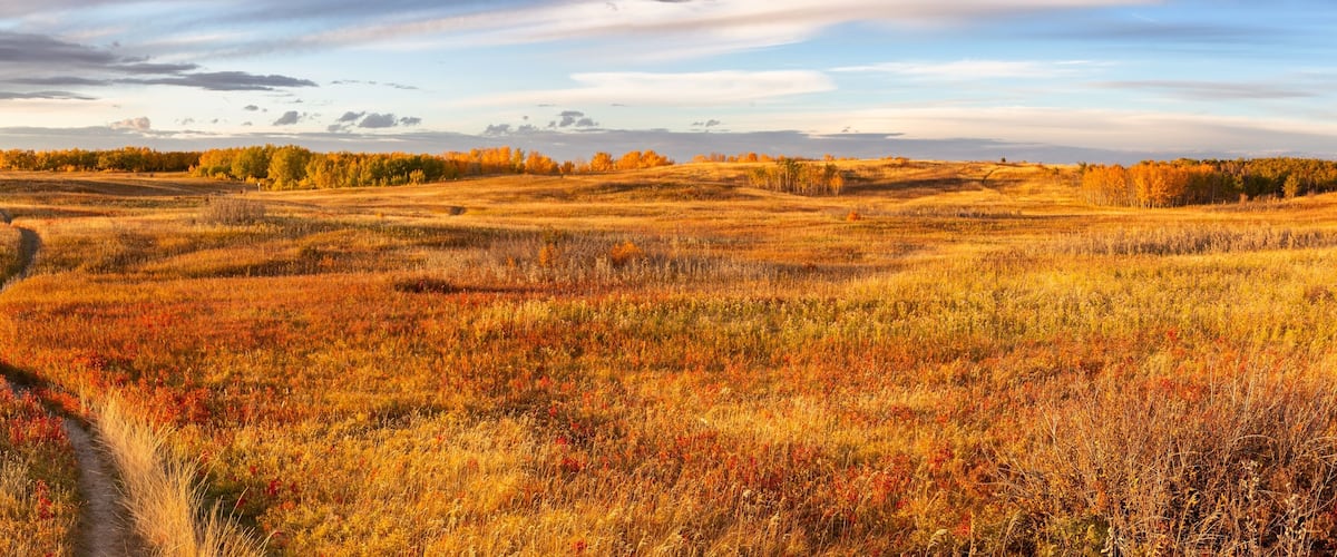 A winding path through a field of autumn-colored grasses and wildflowers.