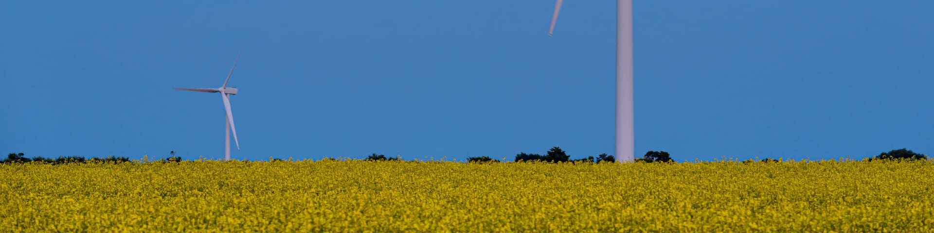Full moon over a wind turbine in a canola field in bloom