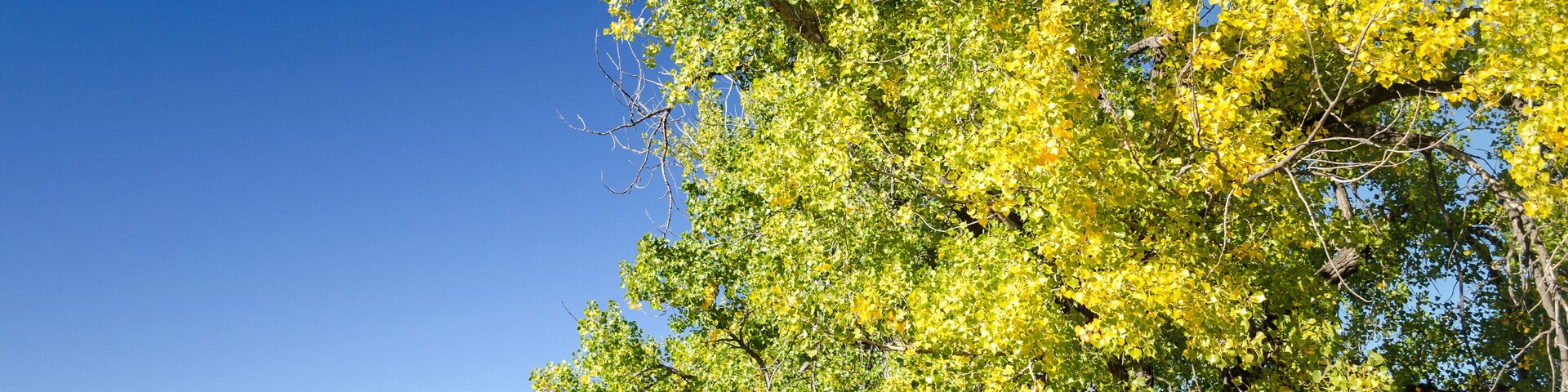 Row of Poplar Trees with fall colors and Lake Diefenbaker at the Saskatchewan Landing Provincial Park