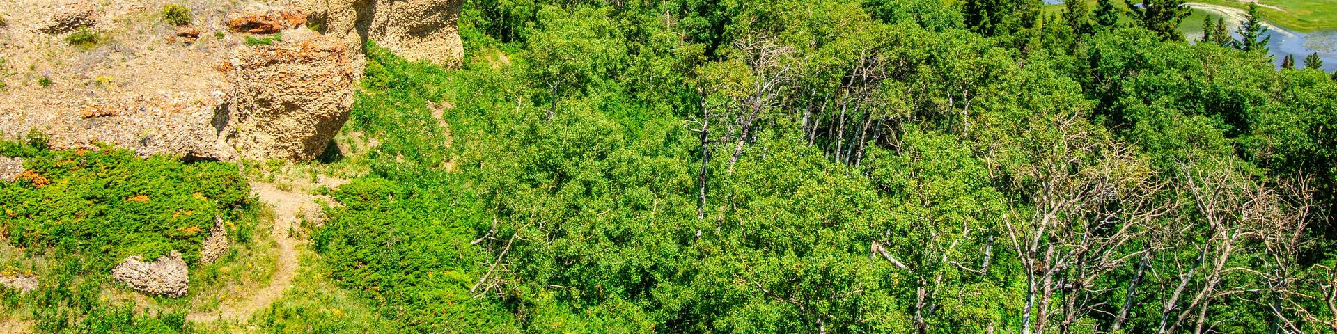 The conglomerate cap rock of the Cypress Hills in Saskatchewan resisted glacial erosion during the last ice age