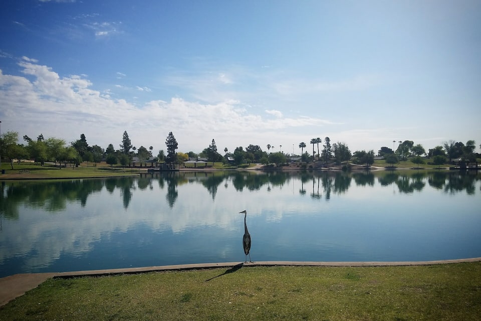 A calm lake with a heron standing on the grass near the water's edge, surrounded by trees and a clear sky.
