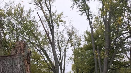 Krape Park again lol