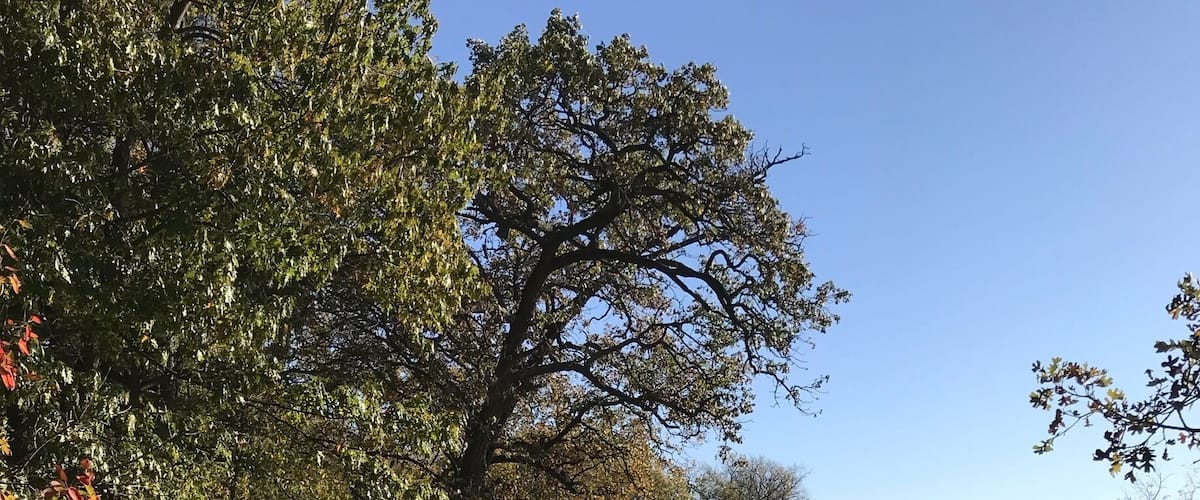Our small town local park that has nice trails and pathways to walk and run on. Pond for the geese.