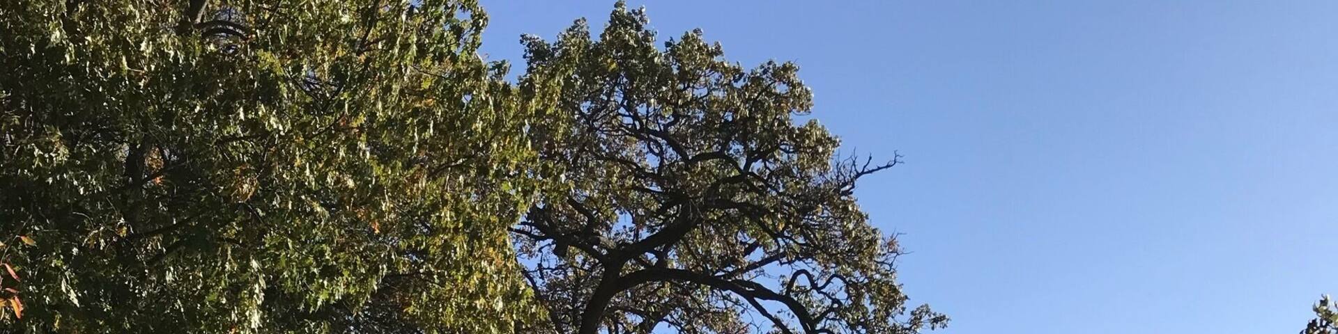 Our small town local park that has nice trails and pathways to walk and run on. Pond for the geese.