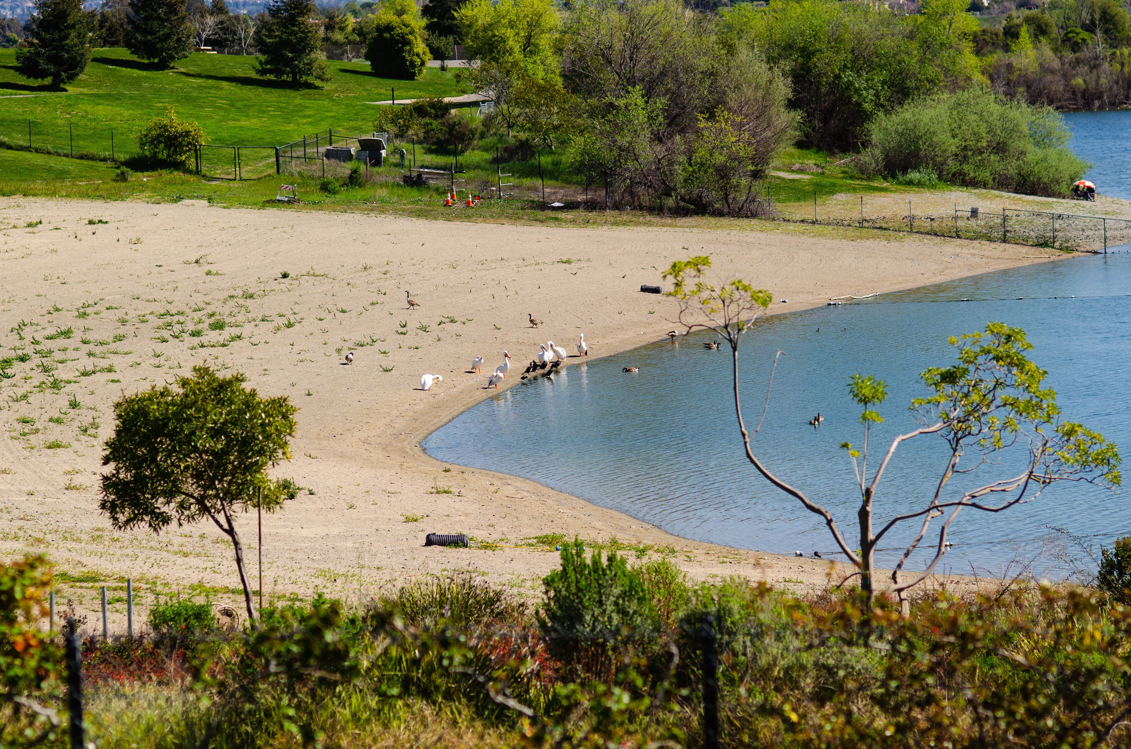 A lakeside beach with ducks, a fenced area, and trees.