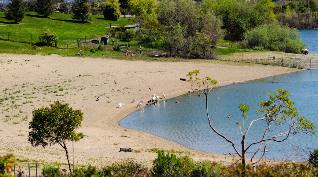 A lakeside beach with ducks, a fenced area, and trees.