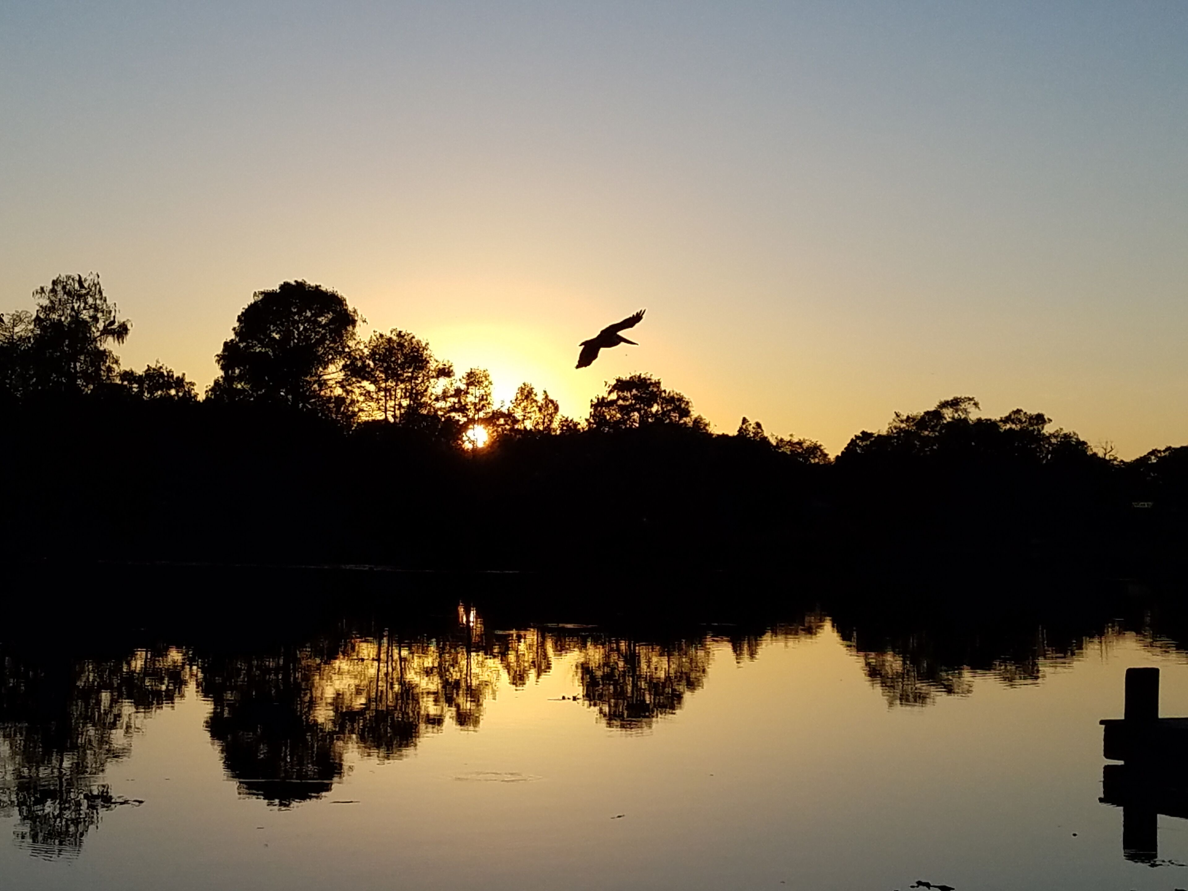 #Trovember 3
Beautiful sunset over the Hillsborough river! I was so jazzed to get a bird in the picture!