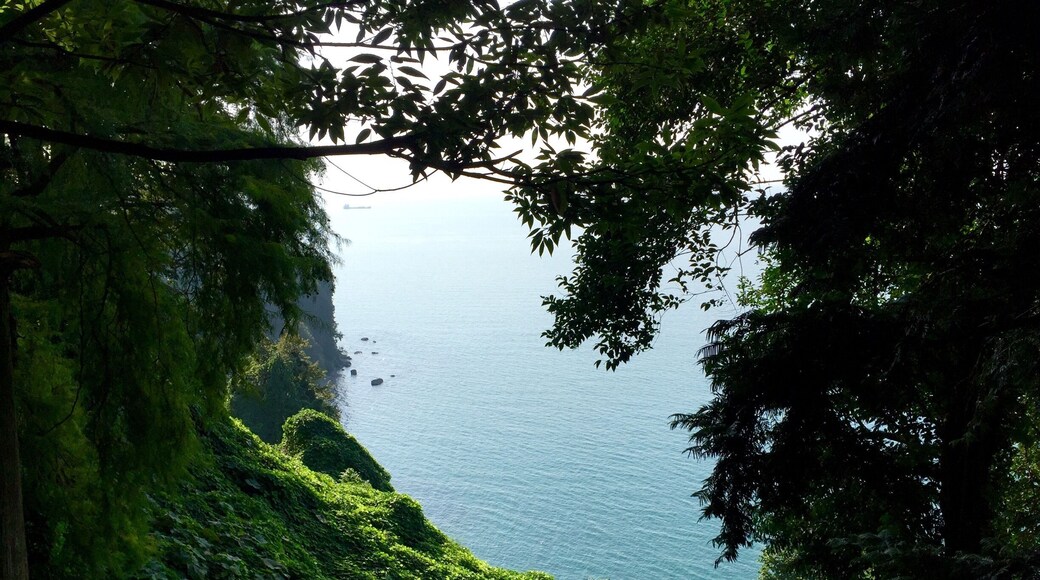 Shoot in Batumi Botanical Garden