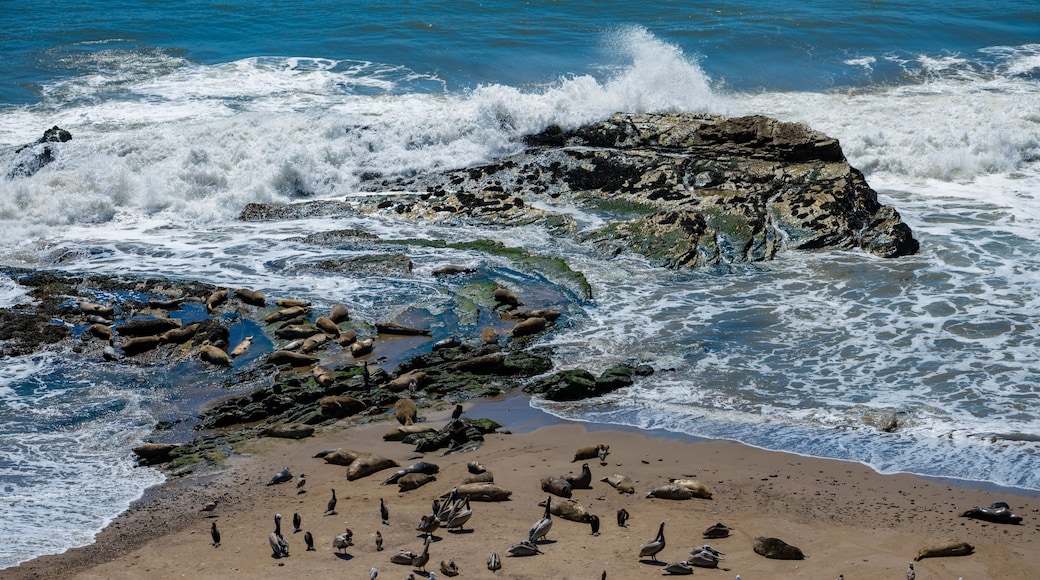 A colony of harbor seals (Phoca vitulina richardsii)—true seals without external ear flaps—resting on the beach at Carpinteria, California (USA), a protected nature reserve with seagulls and pelicans