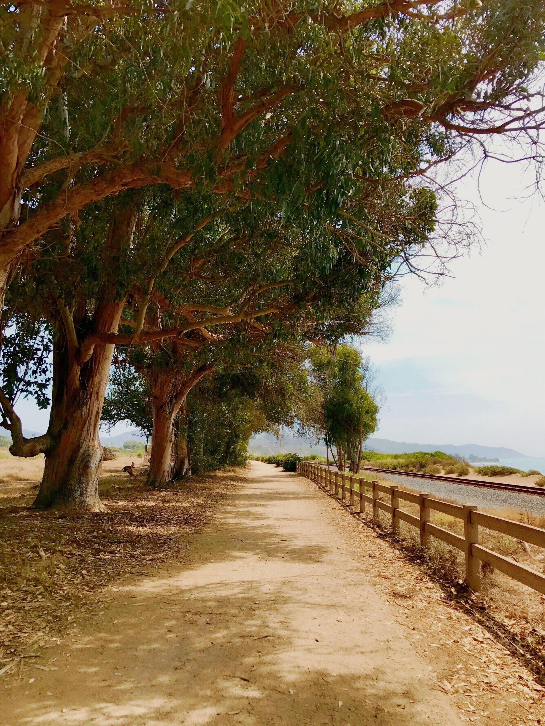 Carpinteria state park..note the Amtrak rails to the right 😊