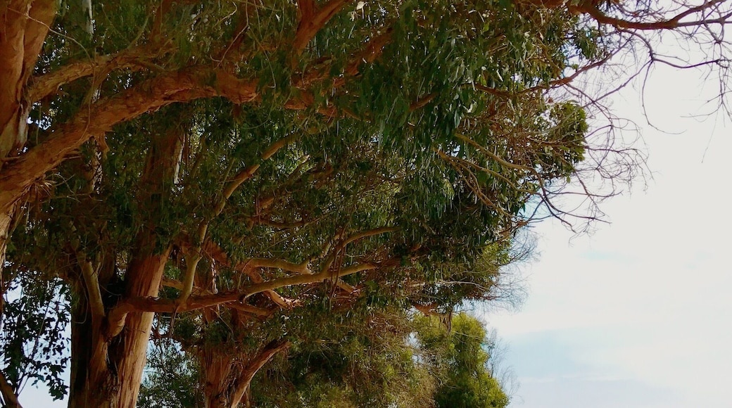 Carpinteria state park..note the Amtrak rails to the right 😊