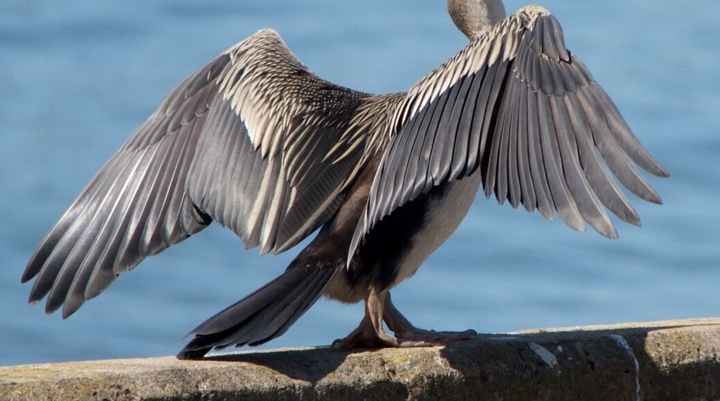 one of many birds on Parramatta river