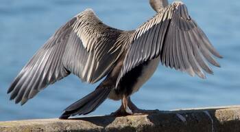 one of many birds on Parramatta river