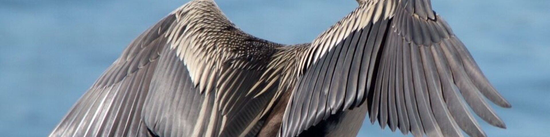 one of many birds on Parramatta river